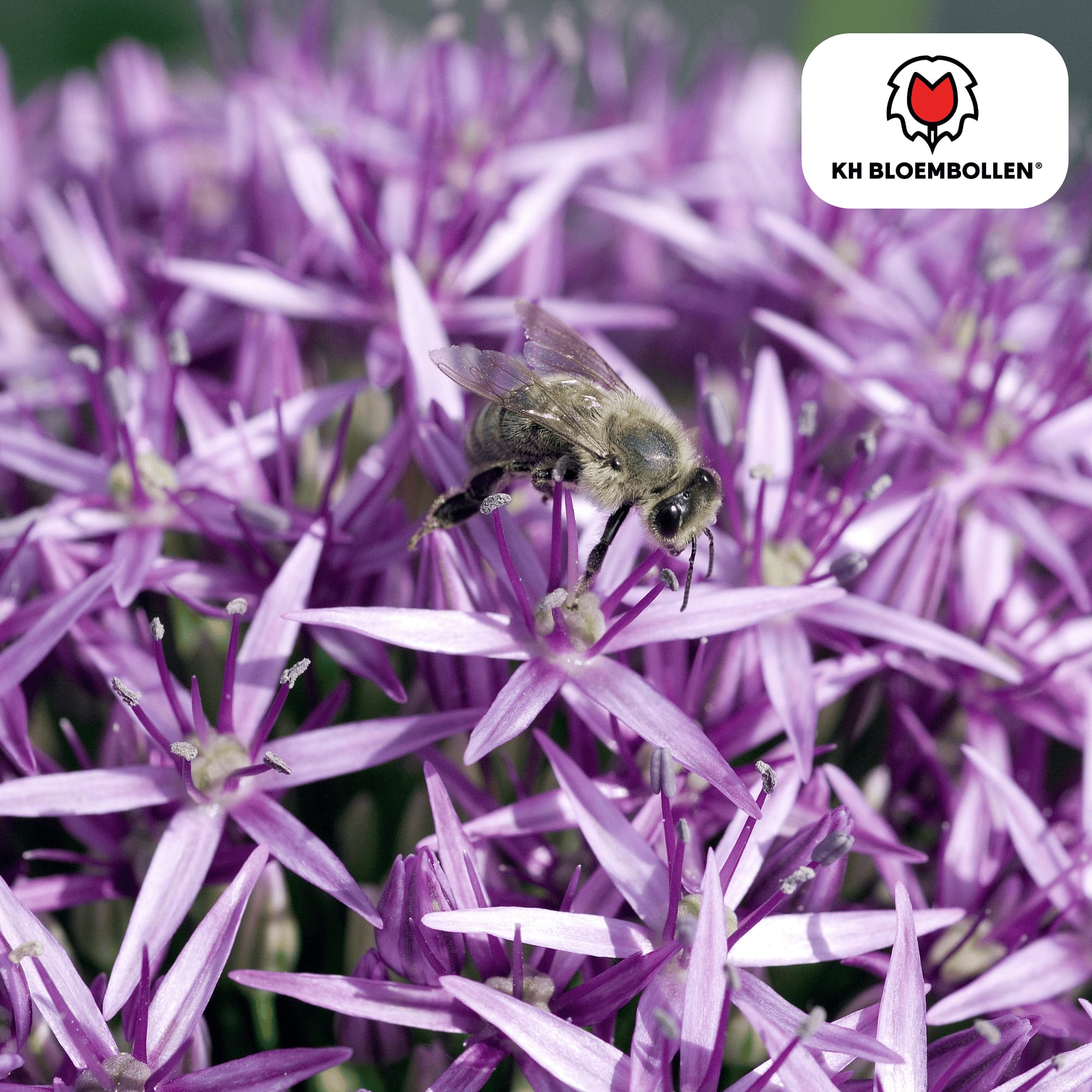 Allium 'Globemaster' – Zierlauch – violette Blütenkugeln – 5 Blumenzwiebeln – ↕80-100cm – bienenfreundliche Sommerblüher – Plant