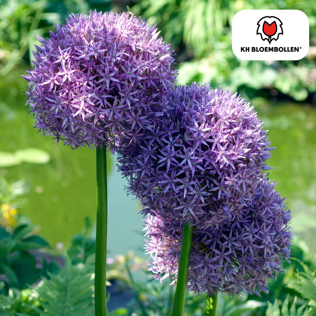Allium 'Globemaster' – Zierlauch – violette Blütenkugeln – 5 Blumenzwiebeln – ↕80-100cm – bienenfreundliche Sommerblüher – Plant