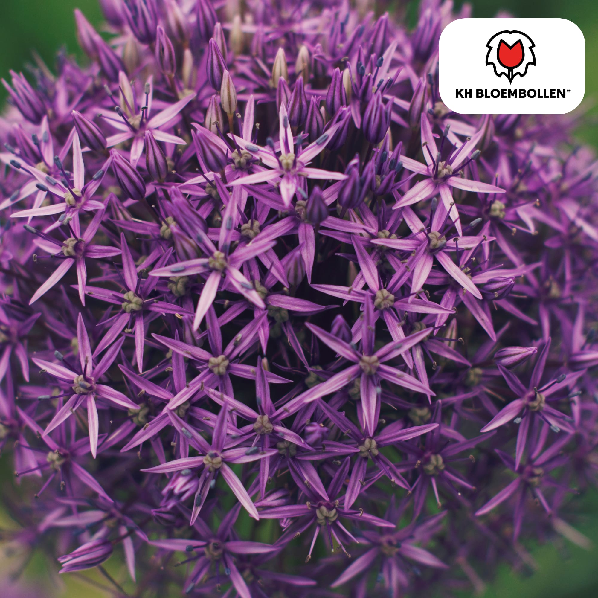 Allium 'Globemaster' – Zierlauch – violette Blütenkugeln – 5 Blumenzwiebeln – ↕80-100cm – bienenfreundliche Sommerblüher – Plant