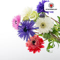 Blumenzwiebeln Anemonen – Anemone coronaria ‘Double’ – 30 Pflanzen – bunte Knollenmischung – ↕25-35cm – Frühlingsblüher für Beete, Töpfe & Schnittblumen – Plant