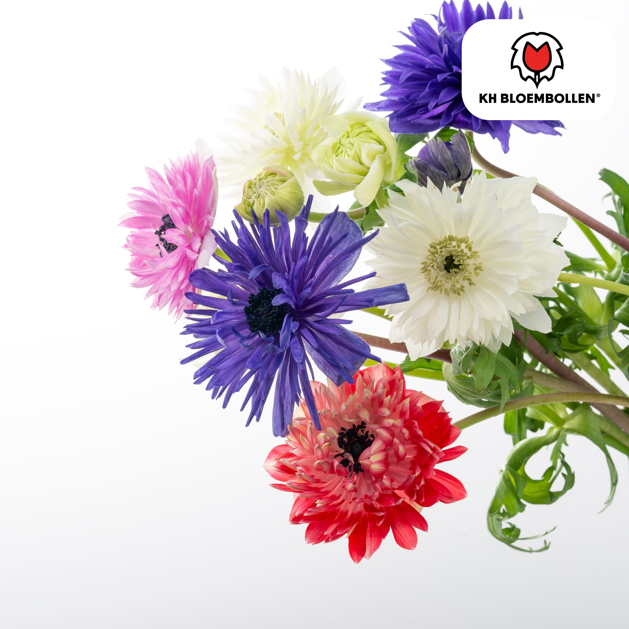 Blumenzwiebeln Anemonen – Anemone coronaria ‘Double’ – 30 Pflanzen – bunte Knollenmischung – ↕25-35cm – Frühlingsblüher für Beete, Töpfe & Schnittblumen – Plant
