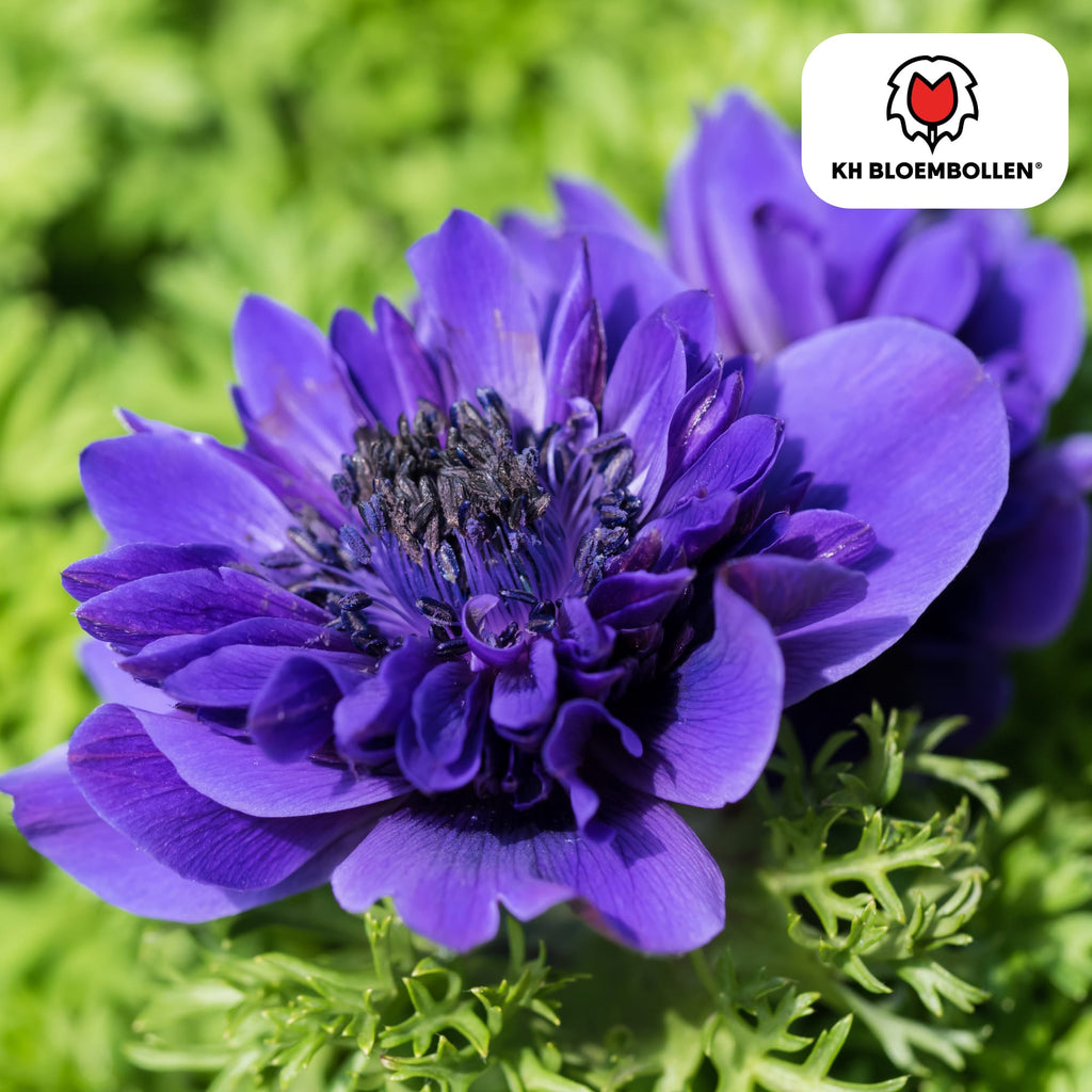 Blumenzwiebeln Anemonen – Anemone coronaria ‘Double’ – 30 Pflanzen – bunte Knollenmischung – ↕25-35cm – Frühlingsblüher für Beete, Töpfe & Schnittblumen – Plant