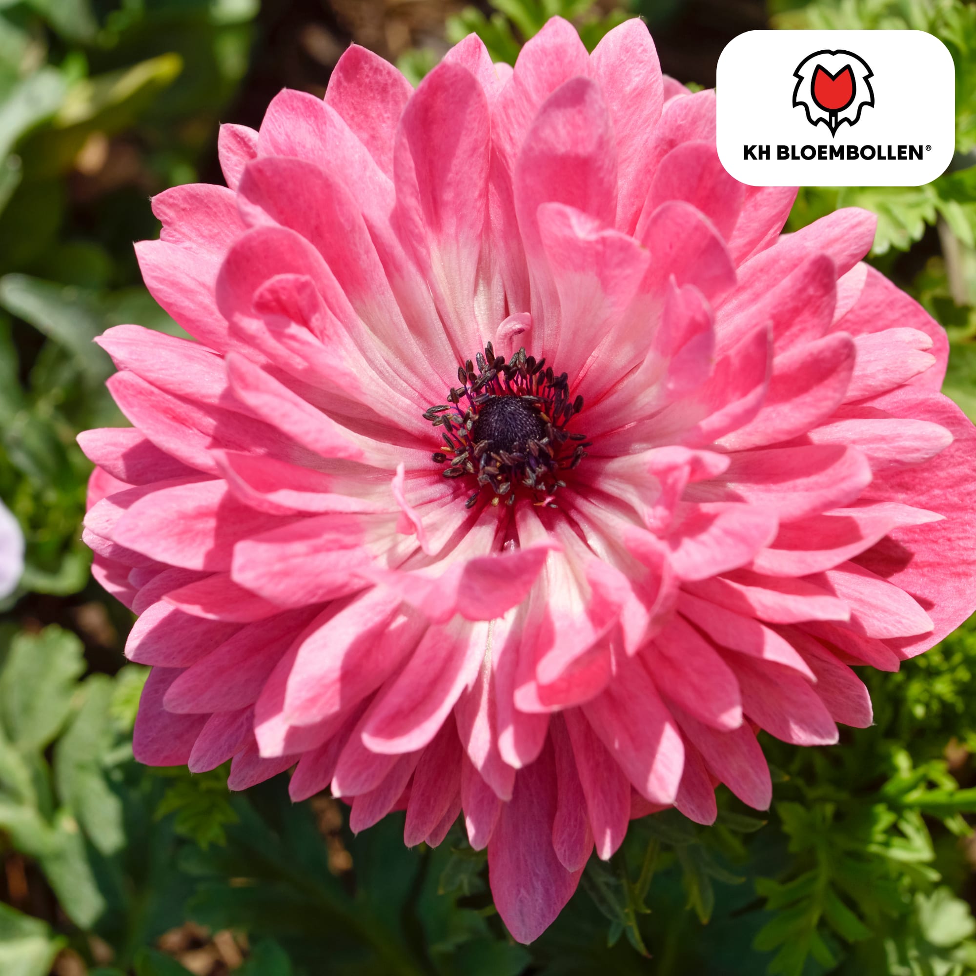 Blumenzwiebeln Anemonen – Anemone coronaria ‘Double’ – 30 Pflanzen – bunte Knollenmischung – ↕25-35cm – Frühlingsblüher für Beete, Töpfe & Schnittblumen – Plant