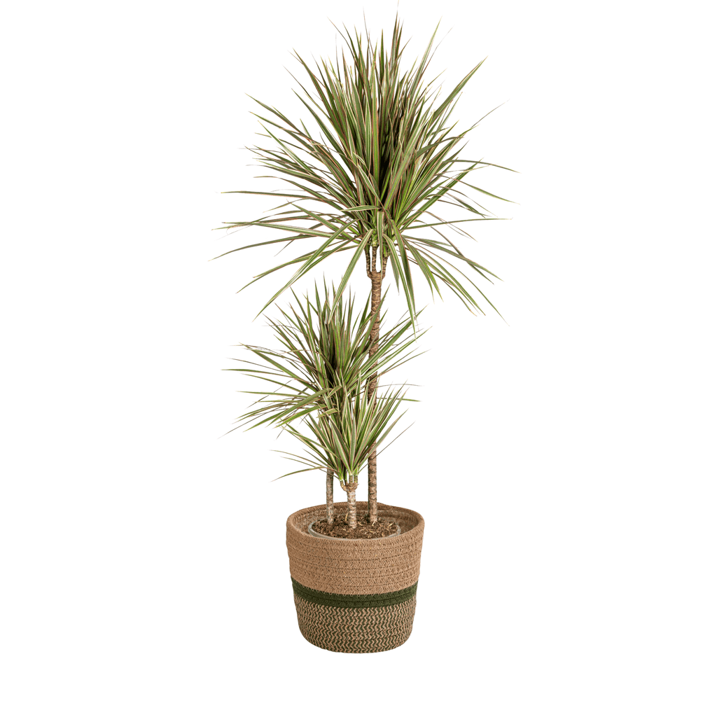Dracaena Marginata Bicolor mit Korb – Höhe 110–130cm – Ø21cm – Zweifarbige Zimmerpflanze mit grün-creme-roten Blättern – Pflegeleicht & luftreinigend für modernes Interieur – Plant