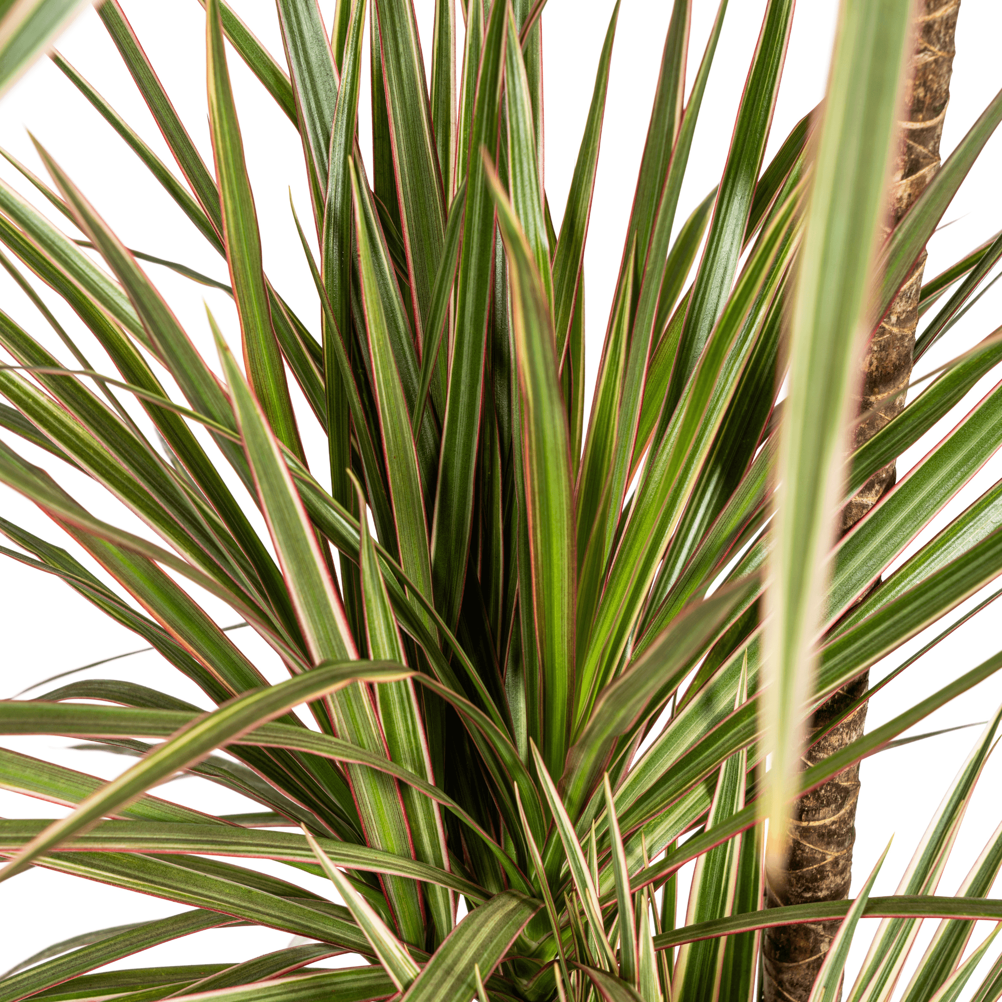 Dracaena Marginata Bicolor mit Korb – Höhe 110–130cm – Ø21cm – Zweifarbige Zimmerpflanze mit grün-creme-roten Blättern – Pflegeleicht & luftreinigend für modernes Interieur – Plant