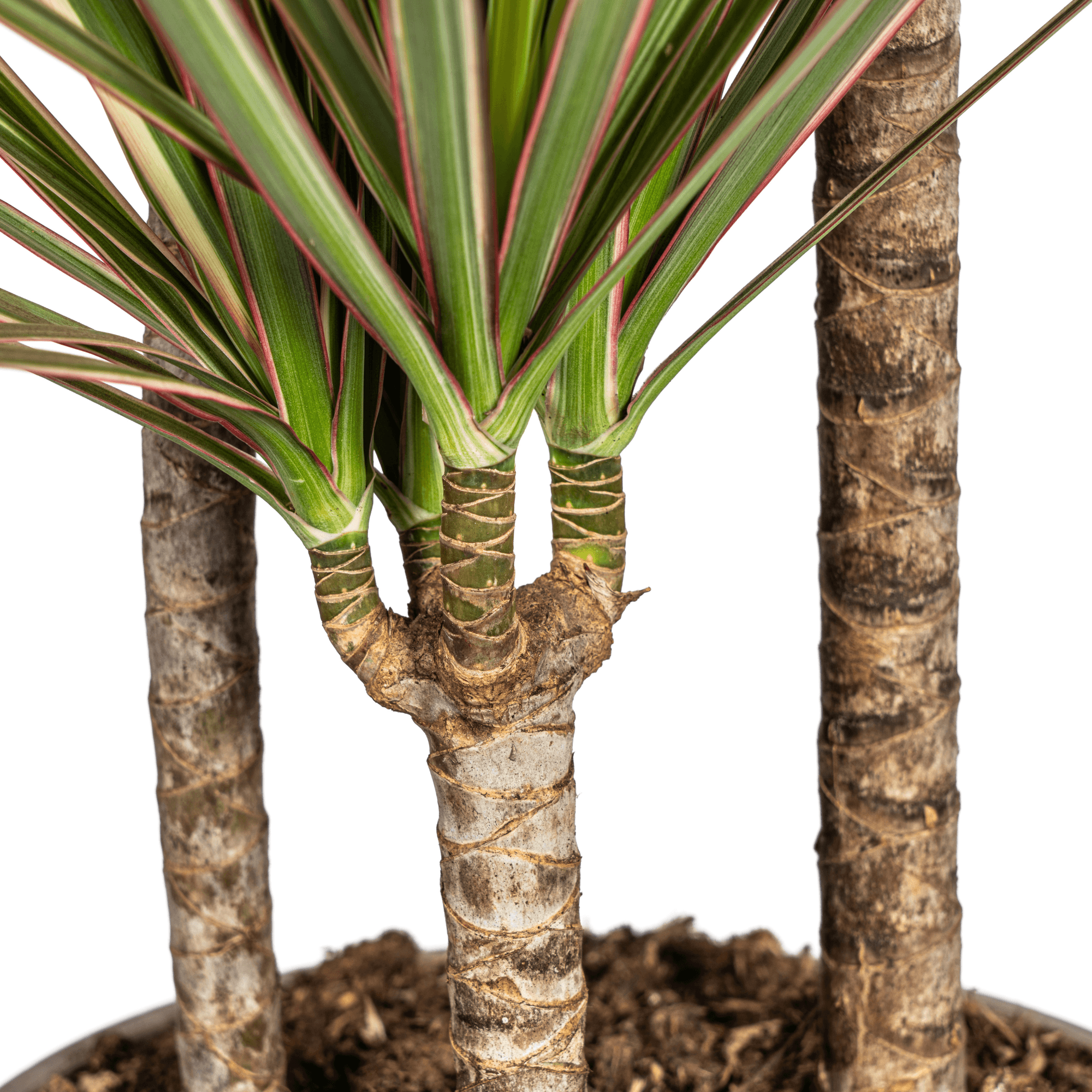 Dracaena Marginata Bicolor mit Korb – Höhe 110–130cm – Ø21cm – Zweifarbige Zimmerpflanze mit grün-creme-roten Blättern – Pflegeleicht & luftreinigend für modernes Interieur – Plant