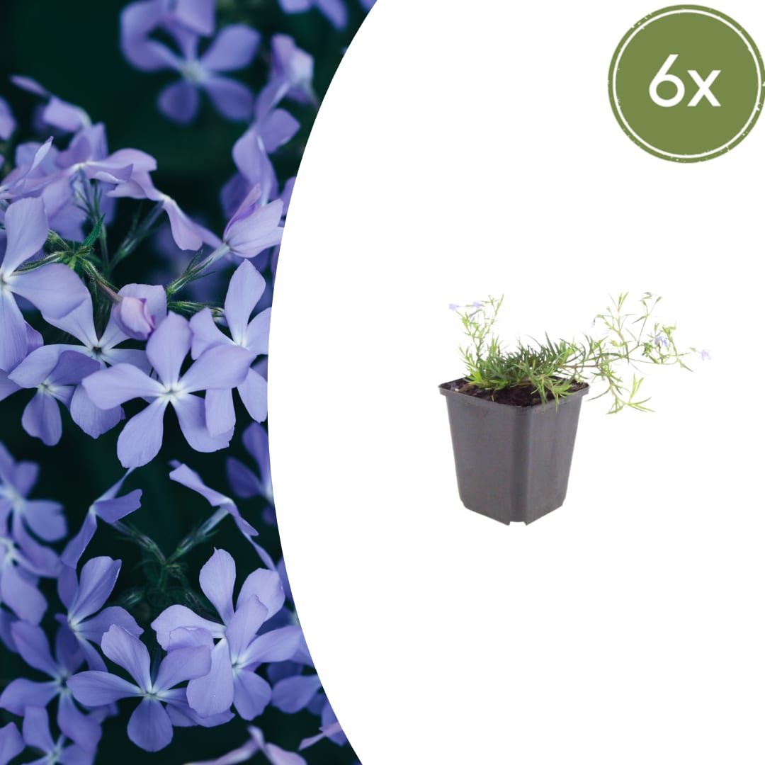Phlox subulata Emerald Cushion Blue – Ø9cm – Höhe10-25cm – Immergrüner Bodendecker mit blauer Frühjahrsblüte – Für Steingarten & Beetrand – Winterhart pflegeleicht