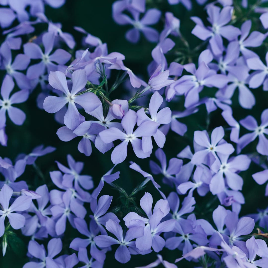 Phlox subulata Emerald Cushion Blue – Ø9cm – Höhe10-25cm – Immergrüner Bodendecker mit blauer Frühjahrsblüte – Für Steingarten & Beetrand – Winterhart pflegeleicht