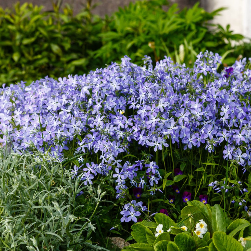 Phlox subulata Emerald Cushion Blue – Ø9cm – Höhe10-25cm – Immergrüner Bodendecker mit blauer Frühjahrsblüte – Für Steingarten & Beetrand – Winterhart pflegeleicht