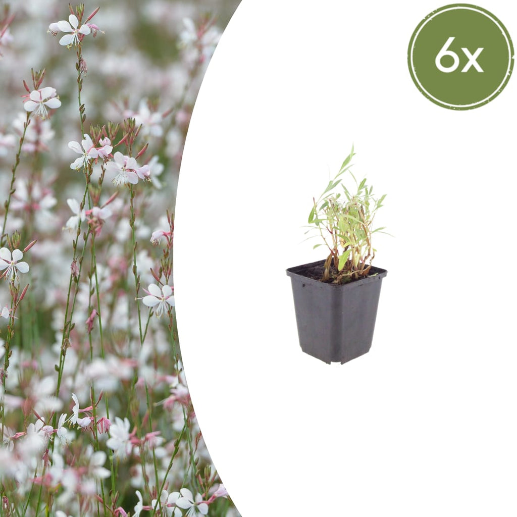 Gaura lindheimeri Prachtkerze – Ø9cm – Höhe 10-25cm – Weiße Rosa Blüten – Sommerblühende Staude – Für Beet, Präriegarten & Kübel