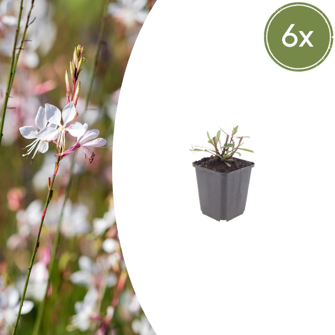 Gaura lindheimeri Whirling Butterflies – Ø9cm – Höhe 10-25cm – Prachtkerze – Reinweiße Blüten – Für Beet, Präriegarten & Kübel