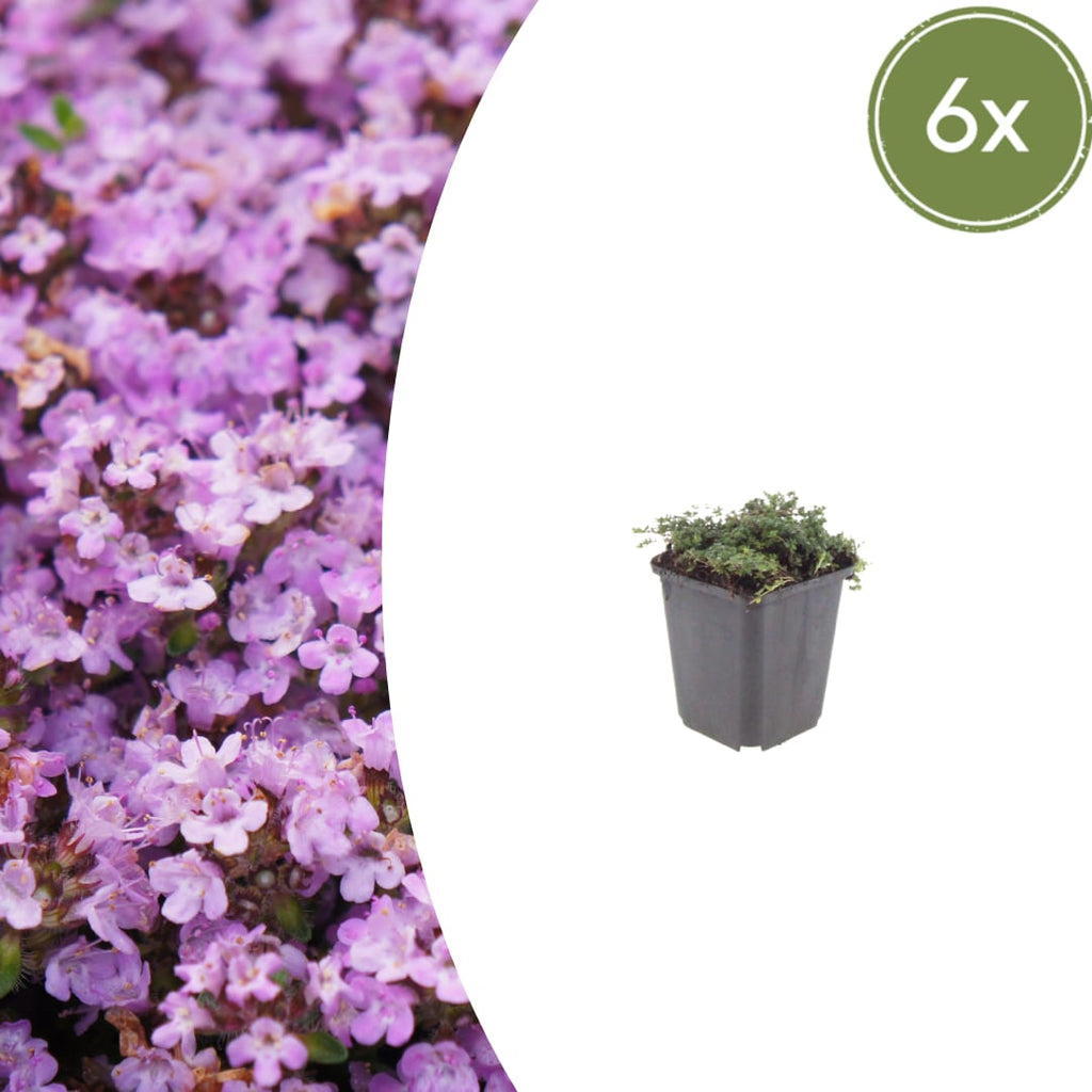 Thymian Thymus praecox Purple Beauty – Ø9cm – Höhe 10-25cm – Winterharter Bodendecker – Violette Blüten – Trockenheitsresistent für Steingarten & Beet