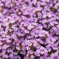Thymian Thymus praecox Purple Beauty – Ø9cm – Höhe 10-25cm – Winterharter Bodendecker – Violette Blüten – Trockenheitsresistent für Steingarten & Beet