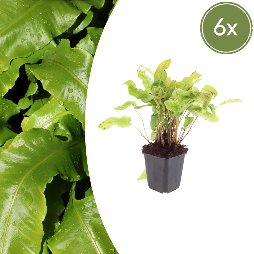 Hirschzungenfarn Asplenium scolopendrium – Immergrüner Farn für Schatten & Halbschatten – Strukturpflanze für Garten & Beet – 10-25cm – Ø9cm – Winterhart