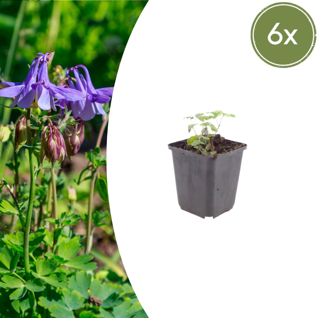 Akelei Aquilegia vulgaris – Blühende Staude für Sonne & Halbschatten – Insektenfreundlich für Beet & Naturgarten – 10-25cm – Ø9cm – Winterhart