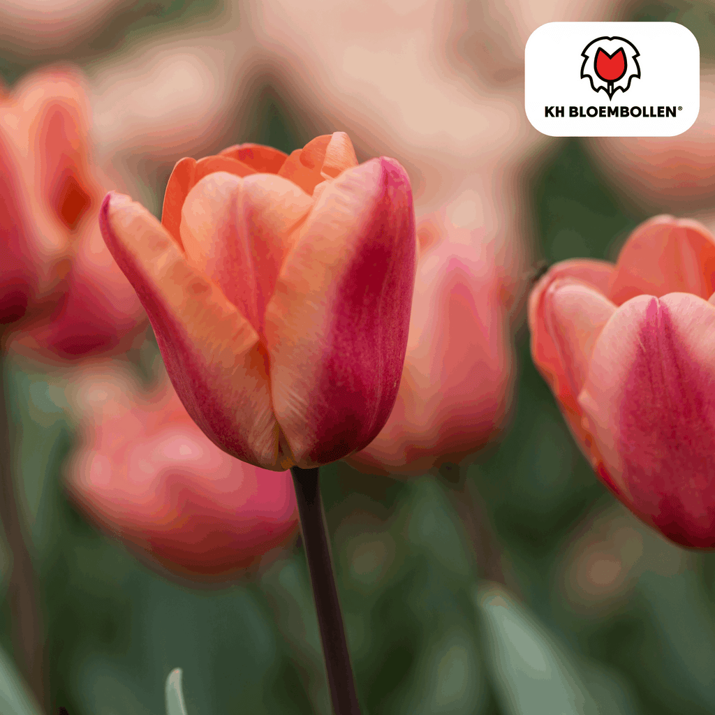 Apricot Foxx Tulpenzwiebeln – 20 Stück – Lachsrosa Frühlingsblüher – Sorte Tulipa „Apricot Foxx“ – Für Garten & Topf – Blüte April–Mai – Plant