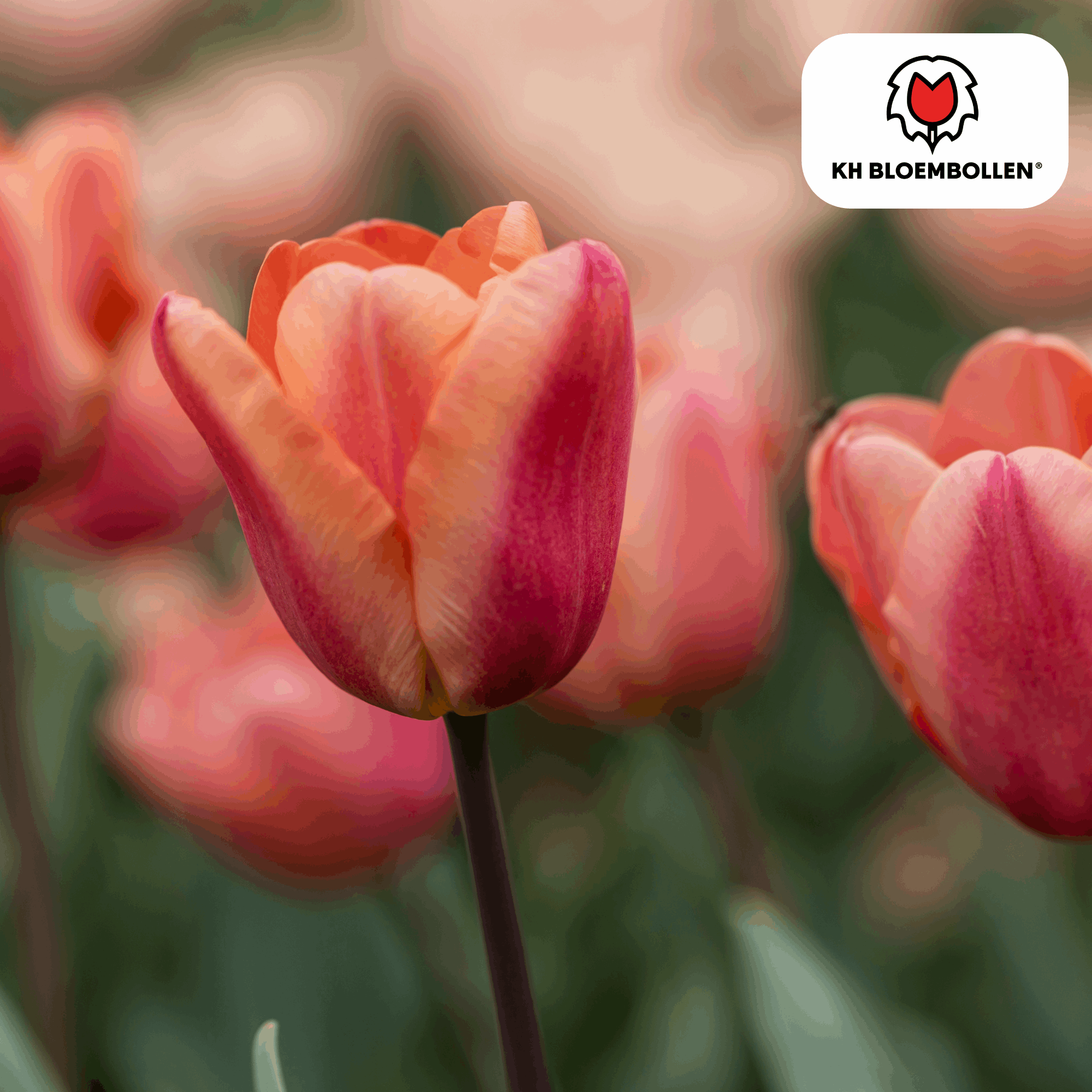 Apricot Foxx Tulpenzwiebeln – 20 Stück – Lachsrosa Frühlingsblüher – Sorte Tulipa „Apricot Foxx“ – Für Garten & Topf – Blüte April–Mai – Plant