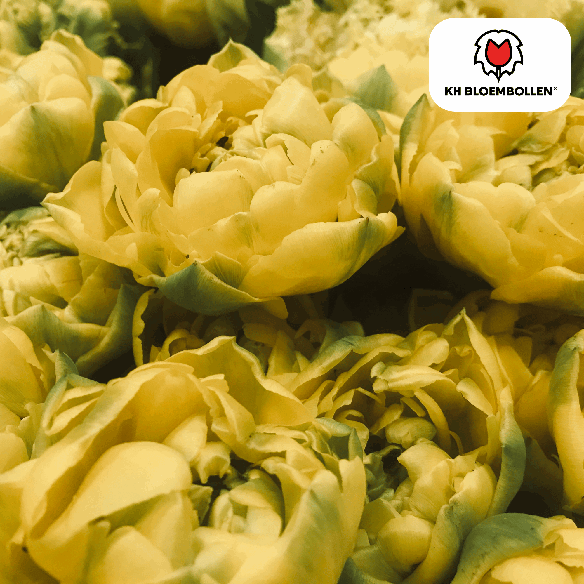 Tulpenzwiebeln Avantgarde – 20 Blumenzwiebeln – Gefüllte gelbe Tulpe mit rosa Apricot-Nuancen – Exklusiv & verspielt – Für Garten oder Topf – Plant