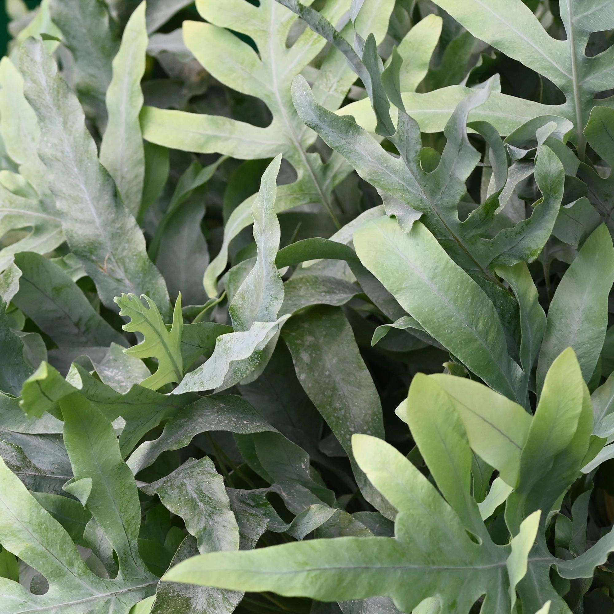 Phlebodium aureum Blue Star Farn – Blaue Farnpflanze – Haustierfreundliche Zimmerpflanze 12cm – Höhe ca.25cm – Tropenfarn für Wohnzimmer & Büro – Plant