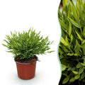 Bambus Pogonatherum Monica Bambusgras – Haustierfreundliche Zimmerpflanze 12cm – Höhe ca.20cm – Grünpflanze für Wohnzimmer Büro & Homeoffice – Plant