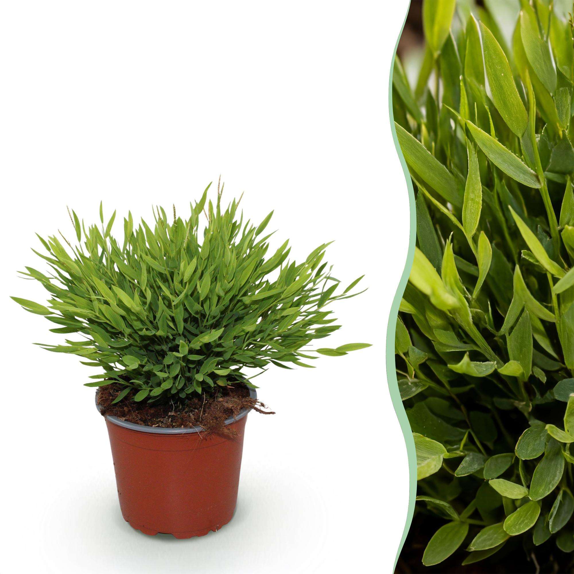 Bambus Pogonatherum Monica Bambusgras – Haustierfreundliche Zimmerpflanze 12cm – Höhe ca.20cm – Grünpflanze für Wohnzimmer Büro & Homeoffice – Plant
