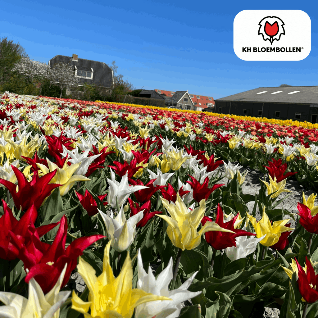 Tulpenzwiebeln Tres Chic Mix – 20 Blumenzwiebeln – Rot, Weiß & Gelb – Eleganter Farbmix für Garten & Topf – Winterhart & pflegeleicht – Plant