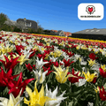 Tulpenzwiebeln Tres Chic Mix – 20 Blumenzwiebeln – Rot, Weiß & Gelb – Eleganter Farbmix für Garten & Topf – Winterhart & pflegeleicht – Plant