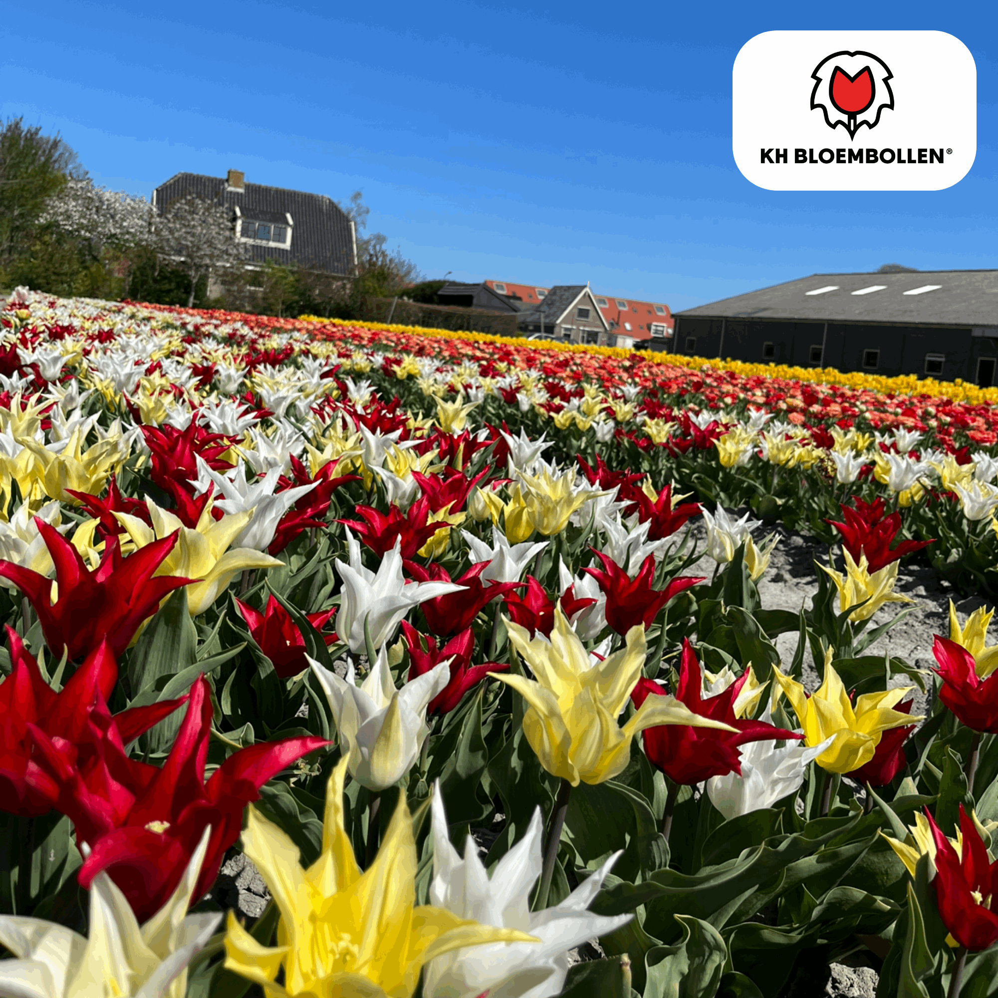 Tulpenzwiebeln Tres Chic Mix – 20 Blumenzwiebeln – Rot, Weiß & Gelb – Eleganter Farbmix für Garten & Topf – Winterhart & pflegeleicht – Plant