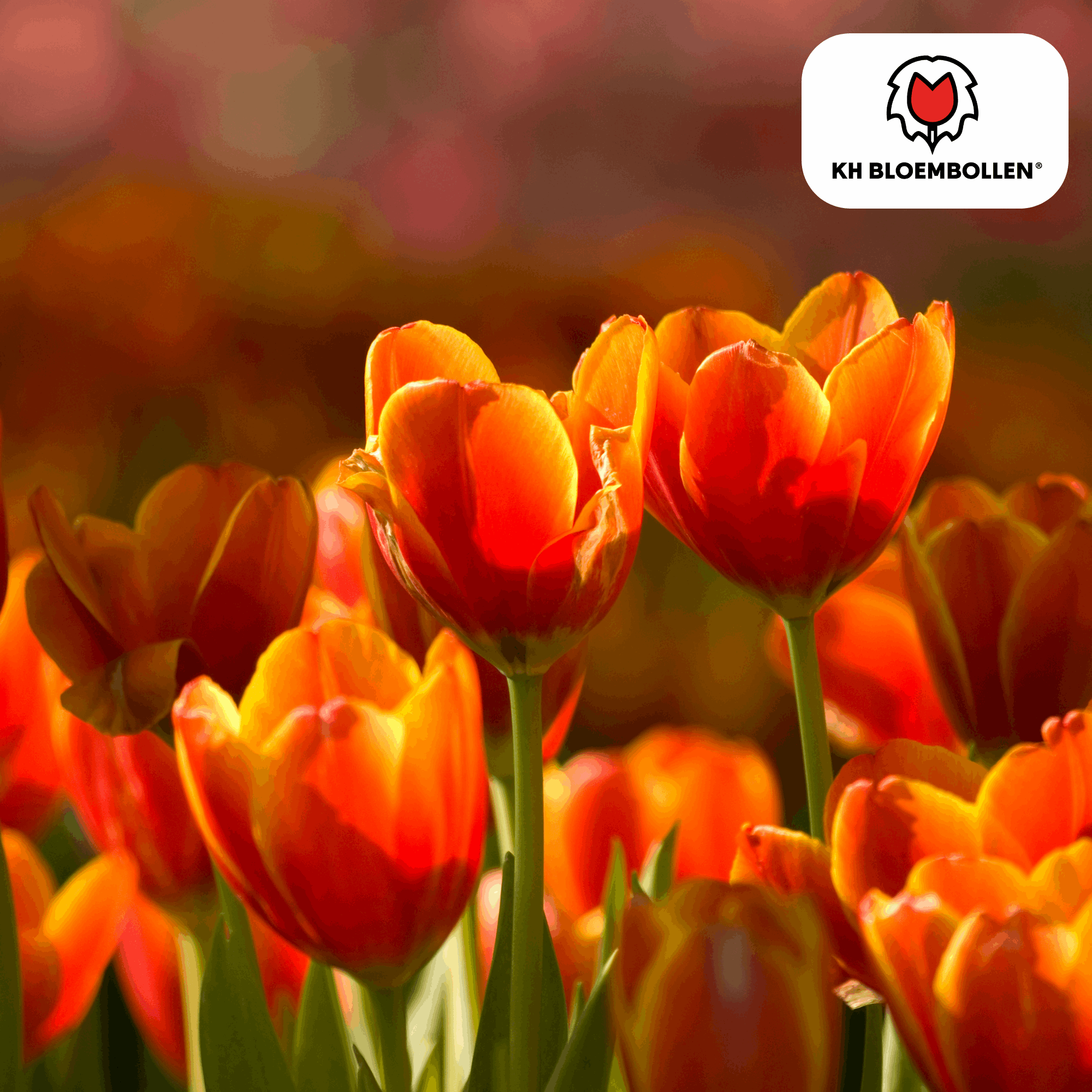 Tulpenzwiebeln Dafeng – 20 Stück – Orangefarbene Tulpen – Großblumig & elegant – Für Garten, Topf & Balkon – Plant
