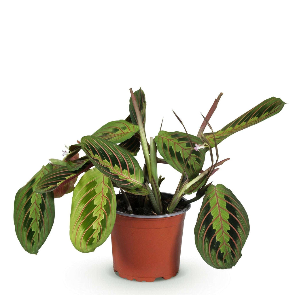 Maranta Fascinator Tricolour Gebetsblatt – Haustierfreundliche Zimmerpflanze 12cm – Höhe ca.25cm – Plant