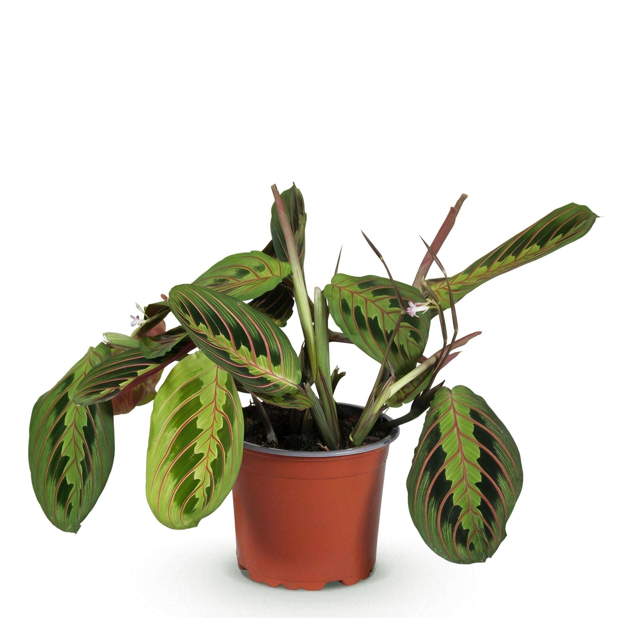 Maranta Fascinator Tricolour Gebetsblatt – Haustierfreundliche Zimmerpflanze 12cm – Höhe ca.25cm – Plant