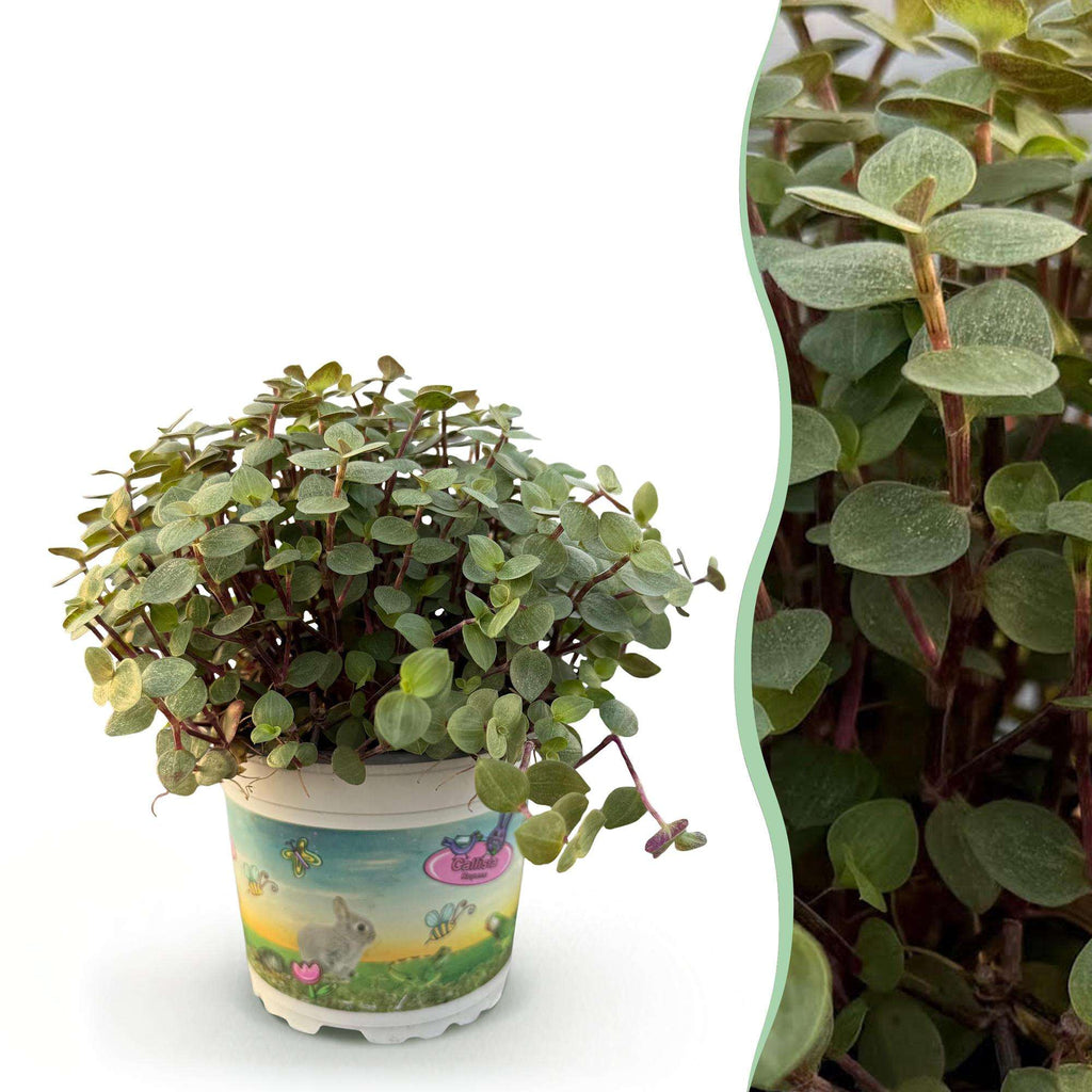 Callisia repens Schildkrötenpflanze – Haustierfreundliche Zimmerpflanze 12cm – Höhe ca.14cm – Plant