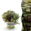 Callisia repens Schildkrötenpflanze – Haustierfreundliche Zimmerpflanze 12cm – Höhe ca.14cm – Plant