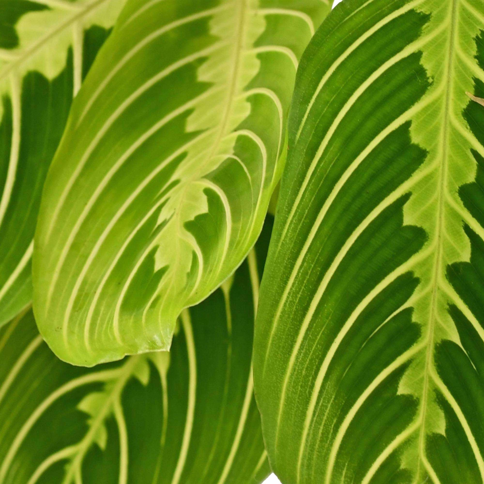 Maranta Fascinator Lemon Lime Gebetspflanze – Haustierfreundliche Zimmerpflanze 12cm – Höhe ca.25cm – Dekorative Blattpflanze für Wohnzimmer & Büro – Plant