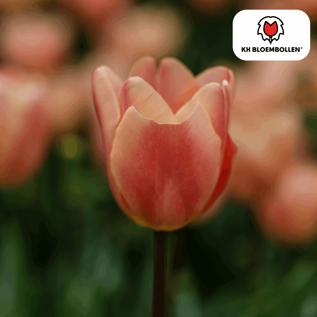 Apricot Foxx Tulpenzwiebeln – 20 Stück – Lachsrosa Frühlingsblüher – Sorte Tulipa „Apricot Foxx“ – Für Garten & Topf – Blüte April–Mai – Plant