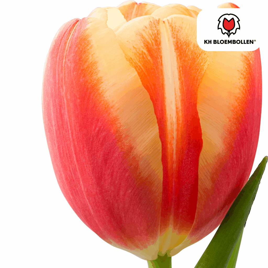 Tulpenzwiebeln Jan Seignette – 20 Blumenzwiebeln – Rot-gelb gestreifte Tulpe – Klassisch & auffällig – Für Garten & Topf – Plant