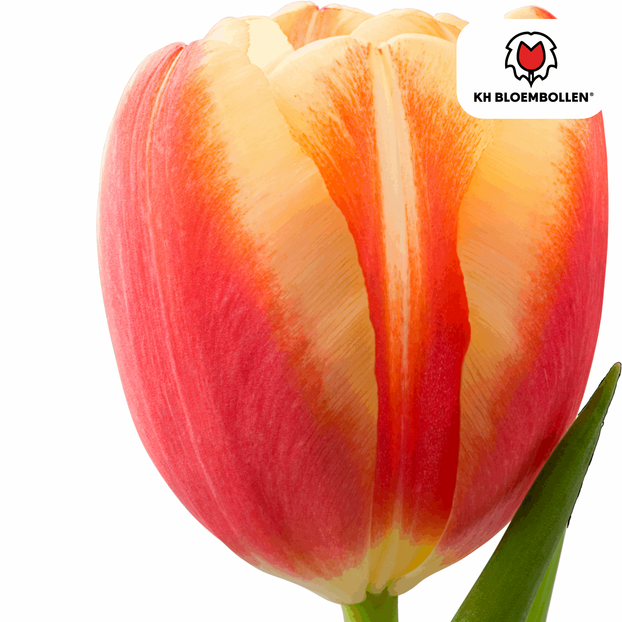 Tulpenzwiebeln Jan Seignette – 20 Blumenzwiebeln – Rot-gelb gestreifte Tulpe – Klassisch & auffällig – Für Garten & Topf – Plant