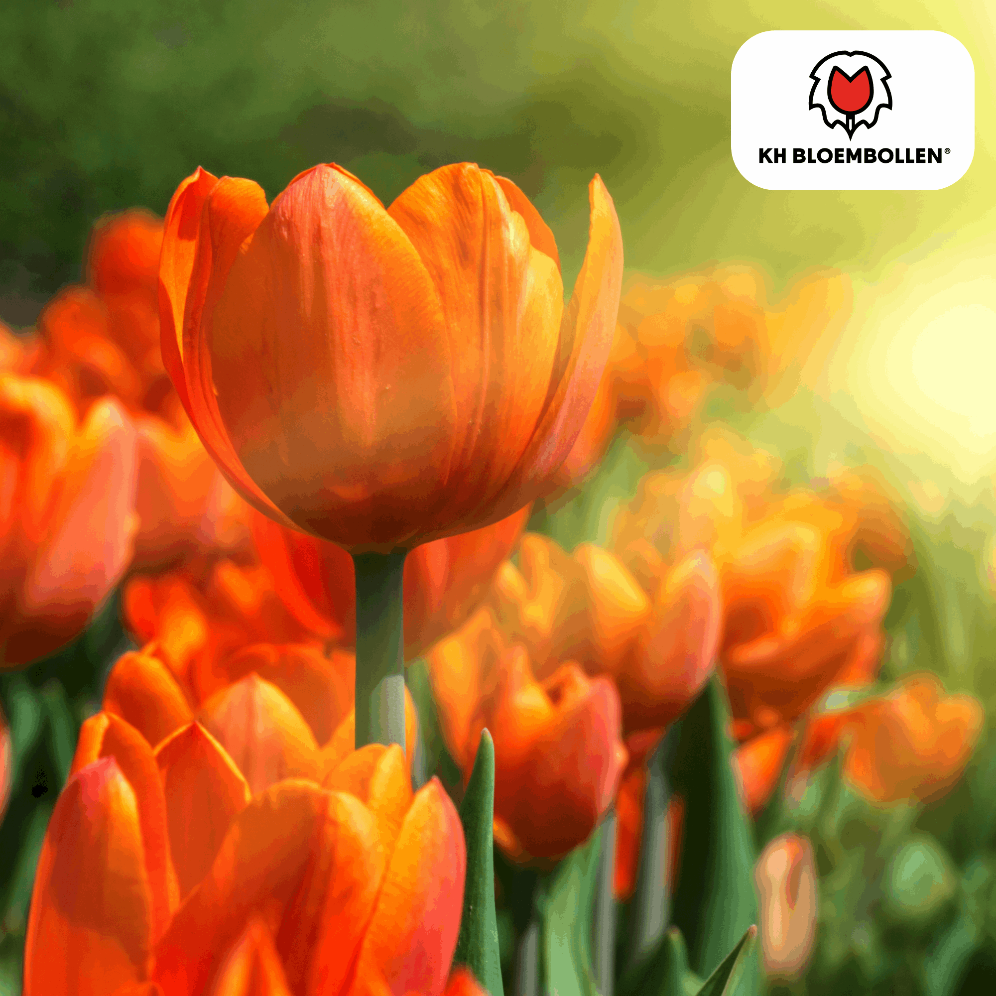 Tulpenzwiebeln Icoon – 20 Blumenzwiebeln – Lachsrosa gefüllte Tulpe – Stilvoll & modern – Für Garten oder Topf – Plant
