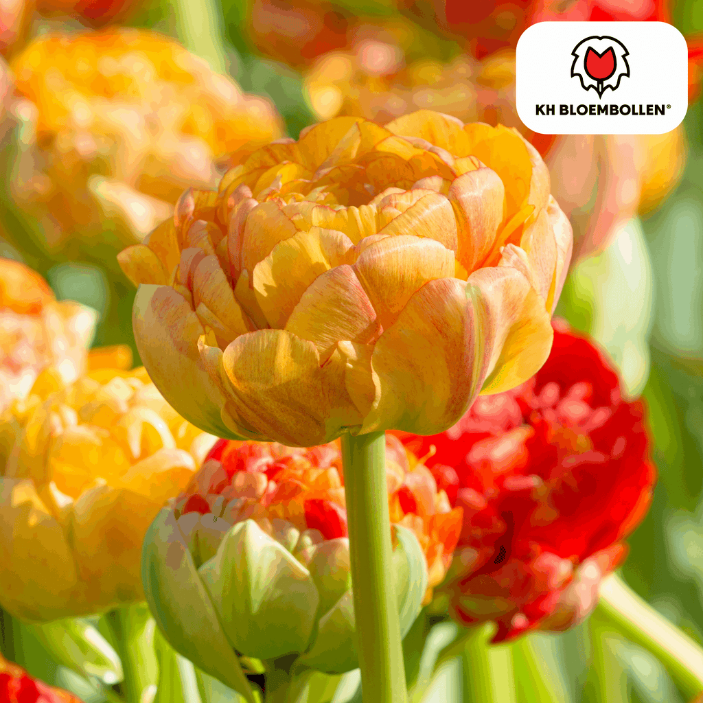 Tulpenzwiebeln Gudoshnik Double – 20 Blumenzwiebeln – Gefüllte Tulpe in Gelb, Orange & Rot – Pfingstrosenartig & farbintensiv – Für Garten oder Topf – Plant