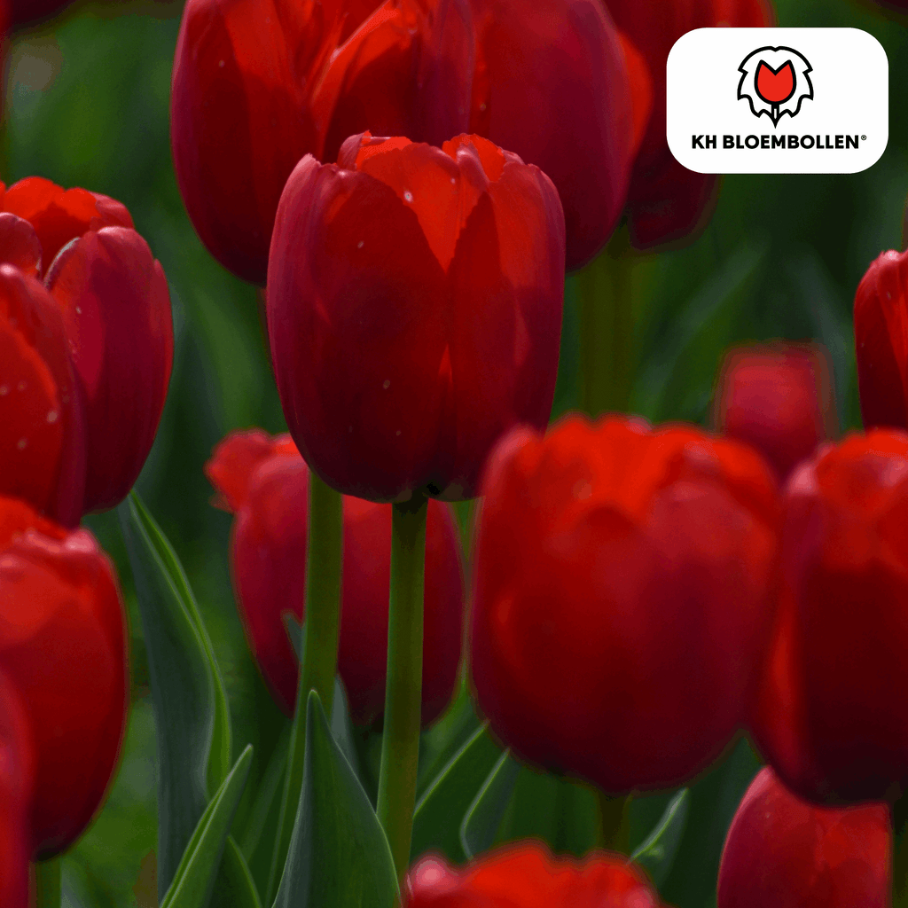 Tulpenzwiebeln Ile de France – 20 Blumenzwiebeln – Tiefrote Tulpe – Klassisch, elegant & robust – Für Garten oder Topf – Plant