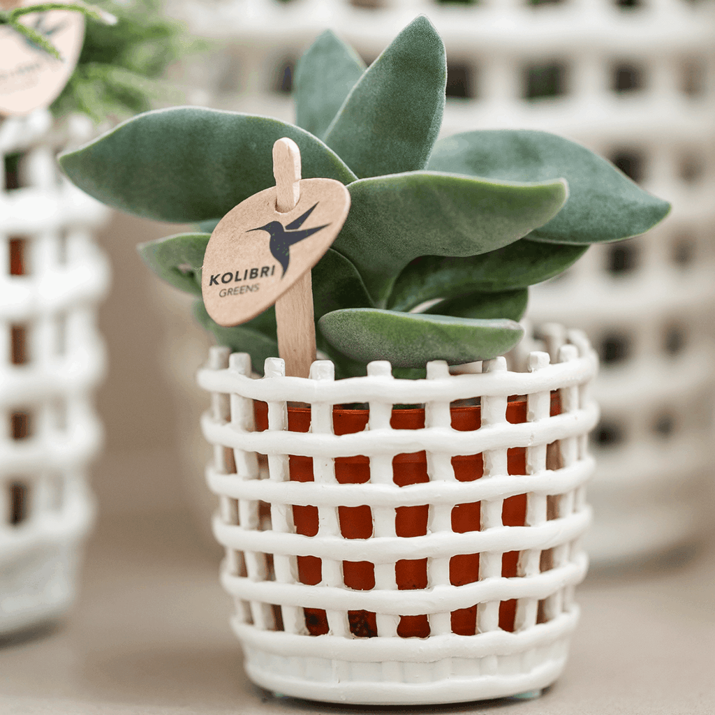 Mesh Ziertopf Ø6cm – Moderner Pflanztopf mit Strukturdesign – Dekorativer Übertopf für Mini Pflanzen & Sukkulenten – Pot