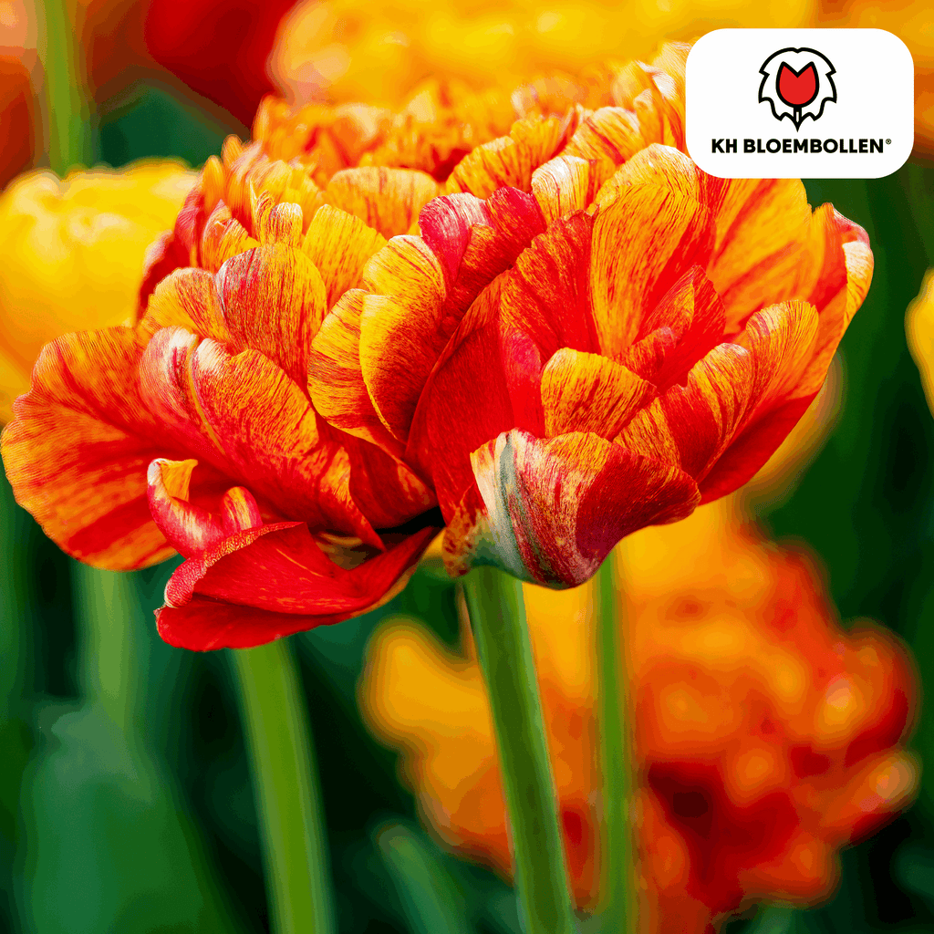 Tulpenzwiebeln Gudoshnik Double – 20 Blumenzwiebeln – Gefüllte Tulpe in Gelb, Orange & Rot – Pfingstrosenartig & farbintensiv – Für Garten oder Topf – Plant