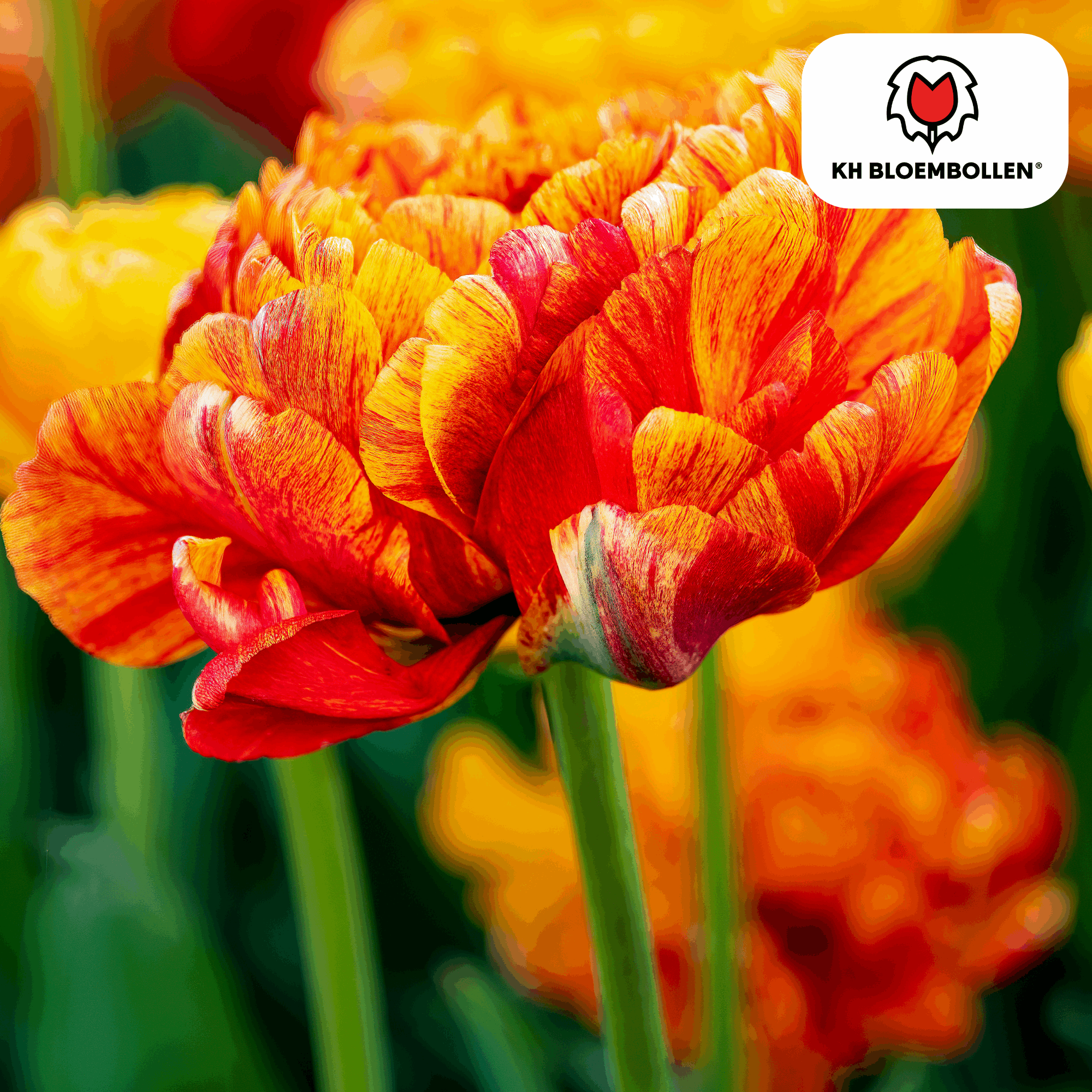 Tulpenzwiebeln Gudoshnik Double – 20 Blumenzwiebeln – Gefüllte Tulpe in Gelb, Orange & Rot – Pfingstrosenartig & farbintensiv – Für Garten oder Topf – Plant