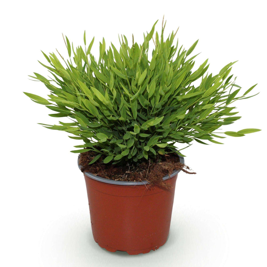 Bambus Pogonatherum Monica Bambusgras – Haustierfreundliche Zimmerpflanze 12cm – Höhe ca.20cm – Grünpflanze für Wohnzimmer Büro & Homeoffice – Plant