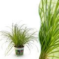 Cyperus alternifolius Zumula Katzenpflanze – Haustierfreundliche Zimmerpflanze 12cm – Höhe ca.20cm – Grünpflanze für Wohnzimmer Büro & Fensterbank – Plant