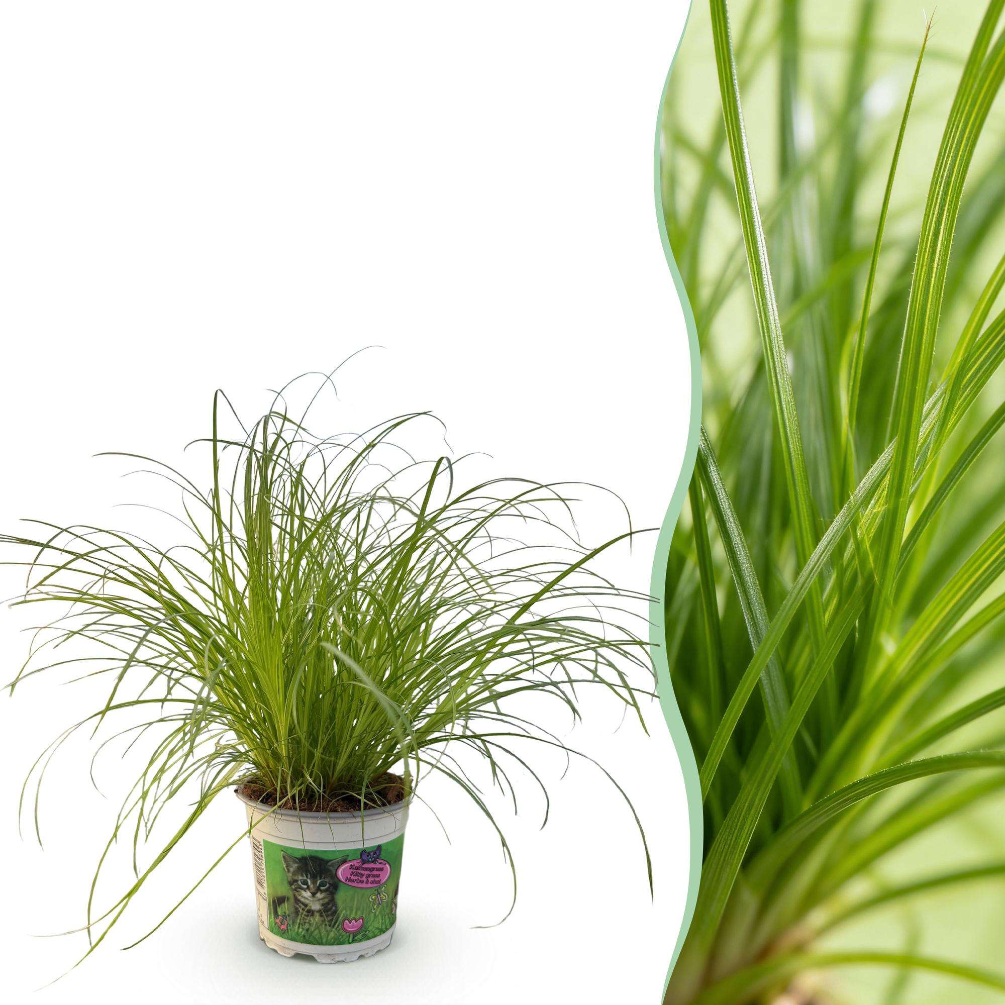 Cyperus alternifolius Zumula Katzenpflanze – Haustierfreundliche Zimmerpflanze 12cm – Höhe ca.20cm – Grünpflanze für Wohnzimmer Büro & Fensterbank – Plant