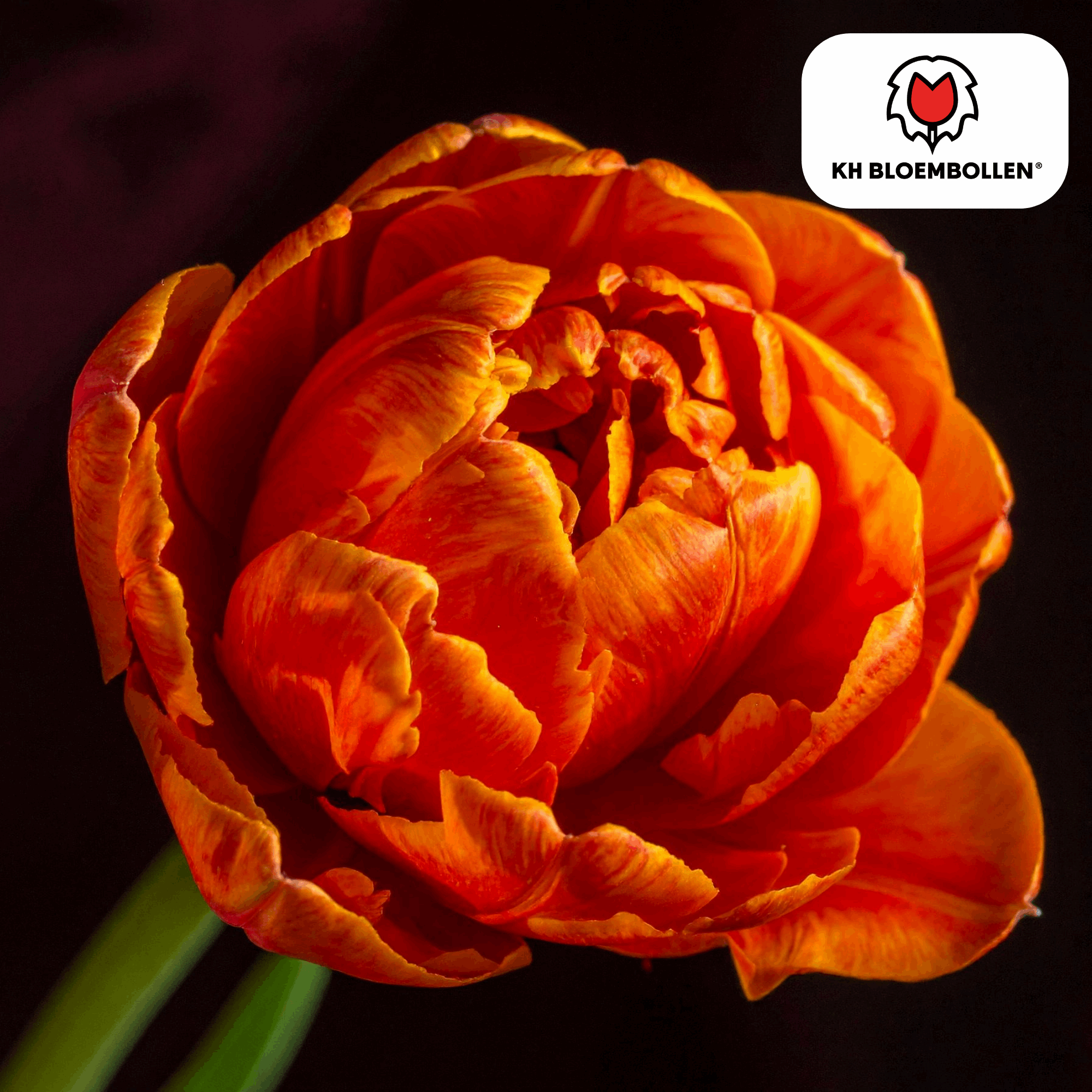 Tulpenzwiebeln Icoon – 20 Blumenzwiebeln – Lachsrosa gefüllte Tulpe – Stilvoll & modern – Für Garten oder Topf – Plant