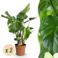Monstera Deliciosa Fensterblatt Zimmerpflanze – 2 Pflanzen 17cm – Höhe ca.50-55cm