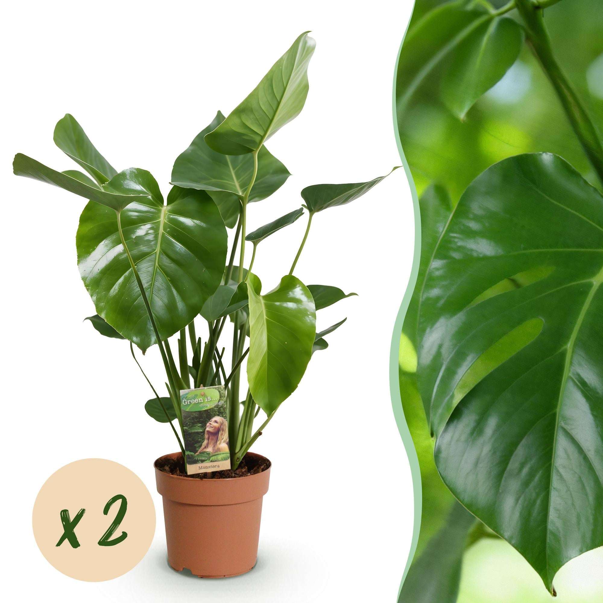 Monstera Deliciosa Fensterblatt Zimmerpflanze – 2 Pflanzen 17cm – Höhe ca.50-55cm