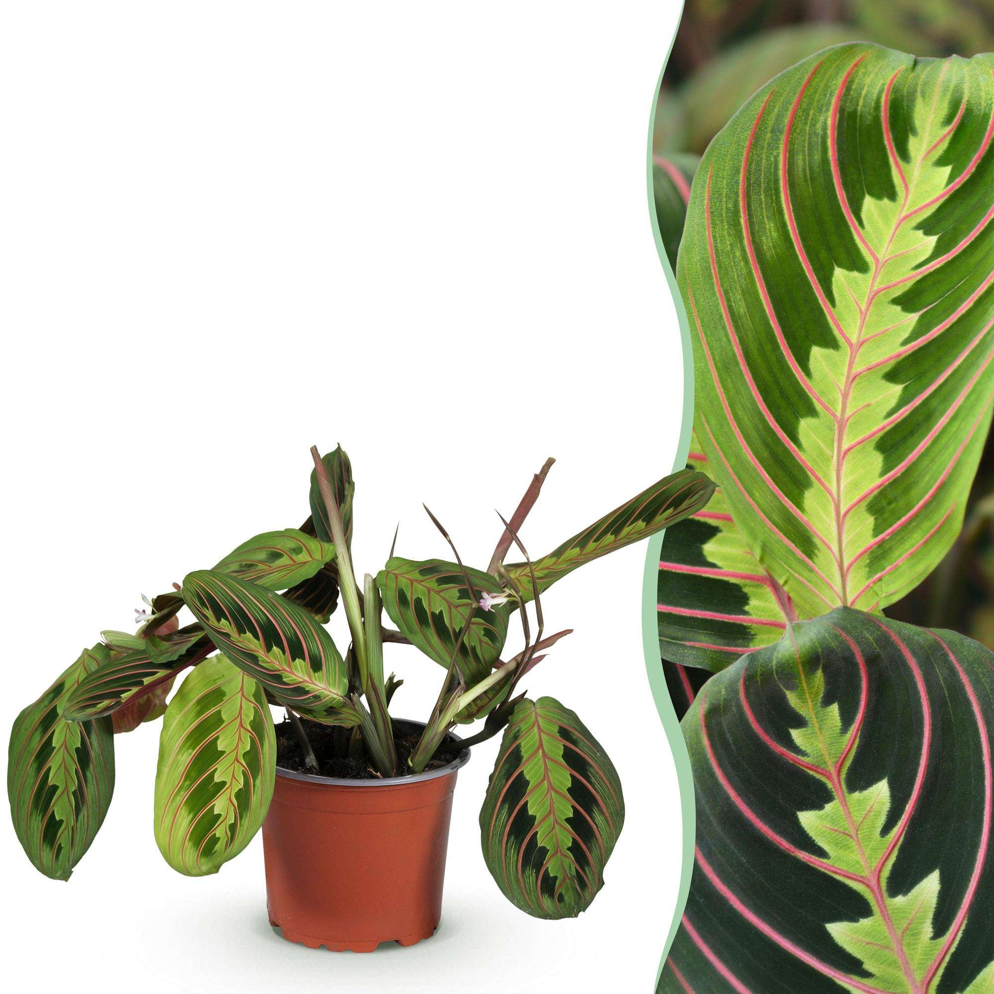 Maranta Fascinator Tricolour Gebetsblatt – Haustierfreundliche Zimmerpflanze 12cm – Höhe ca.25cm – Plant